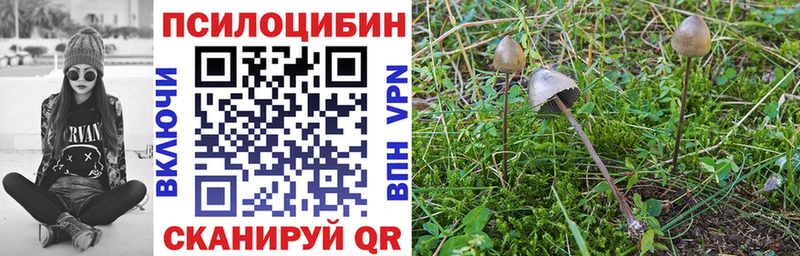 Псилоцибиновые грибы Cubensis  где продают   блэк спрут сайт  Курчатов 